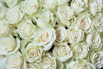 wallpaper with flowers roses close up. backdrop with buds of roses