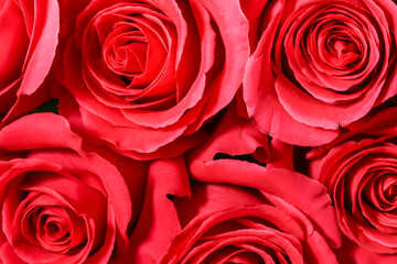wallpaper with flowers roses close up. backdrop with buds of roses