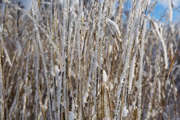 Fototapeta premium stalks of grass covered with snow in winter on a lake on a sunny day
