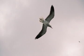 seagull hover in the sky on an overcast day over the ocean
