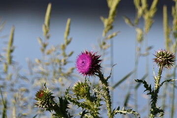 Wild flowers purple thistle coming into bloom