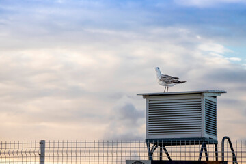 Seagull on weather station. Baltic sea in Poland.