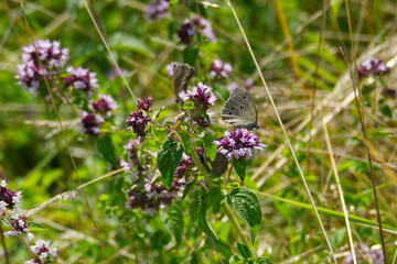 Ringlet (Aphantopus hyperantus) butterfly sitting on a pink flower in Zurich, Switzerland