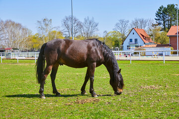 Beautiful horse while grazing in the pasture.