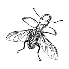Illustration with stag beetle. Drawn by hand in ink. Isolated on white background stag beetle drawn in linear style. Beetle with wings on a white background. Sketch of a tattoo with a large beetle.