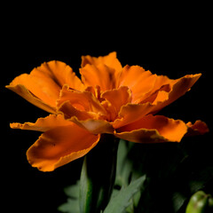 orange flower black black backgound copy space