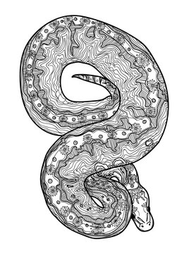 Royal python snake. Doodling coloring, meditative coloring. Patterns, dots, stripes. Cute animals.