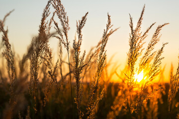 Dry grass-panicles of the Pampas against orange sky with a setting sun. Nature, decorative wild reeds, ecology. Summer evening, dry autumn grass