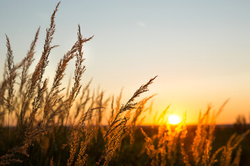 Dry grass-panicles of the Pampas against orange sky with a setting sun. Nature, decorative wild reeds, ecology. Summer evening, dry autumn grass