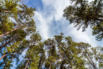 Copa das árvores sob o céu com nuvem.
