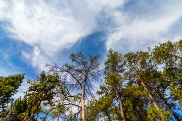 Copa das árvores sob o céu com nuvem.