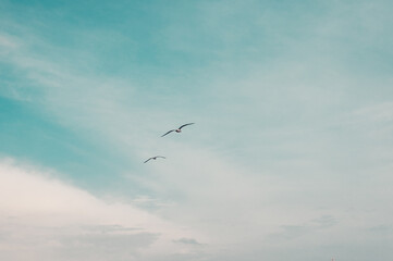 summer evening birch-blue sky with white clouds on the background of which seagulls fly. Natural background for design, copy space.