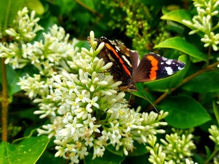 papillon vulcain se délectant de délicieuses fleurs