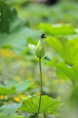 lotus and dragonfly