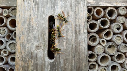 guêpes rentrant dans leur nid logé dans un hôtel à insectes