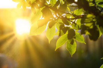 Obraz premium fresh green leaves in summer and bokeh background