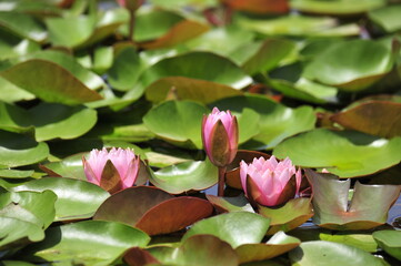 Lotus