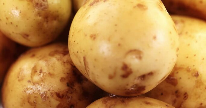 raw potato rotate. Fresh vegetables close up. Super slow motion