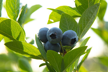 blueberries on a tree