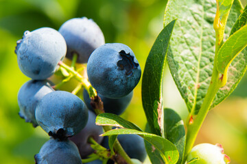 blueberries on the bush
