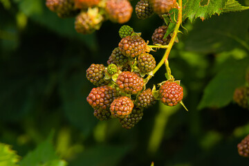 wild strawberry on a bush