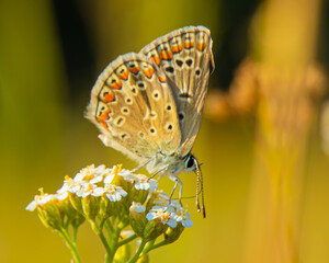 butterfly on a flower