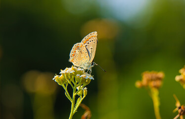 butterfly on a flower