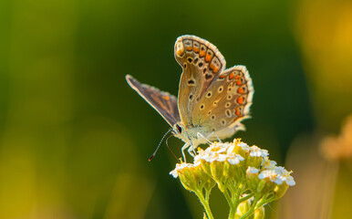 butterfly on a flower