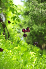 Fototapete bei efototapeten.de bestellen   