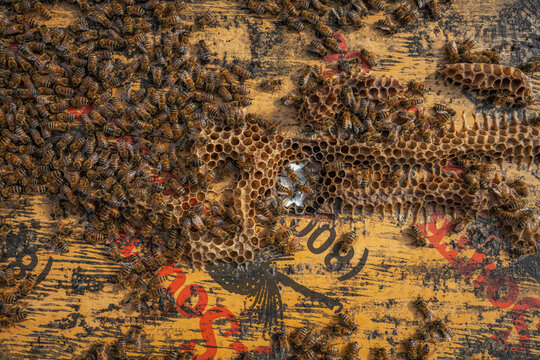 Honey Bees in the Hive of Beekeeper Barry Hart in Barwick, Georgia.