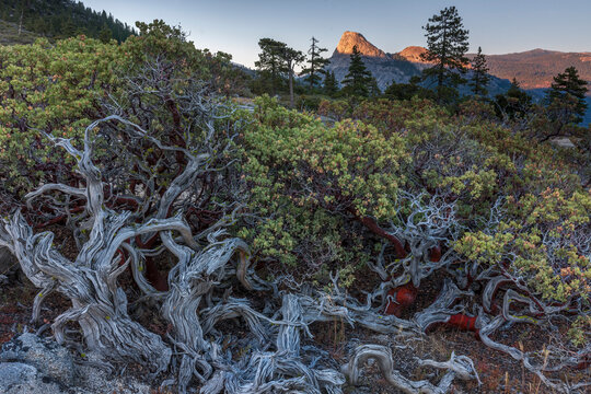 Manzanita, near Hell's Half Acre, Ansel Adams Wilderness, California