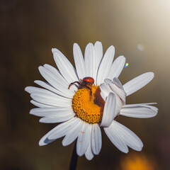 red spider on the white daisy flower