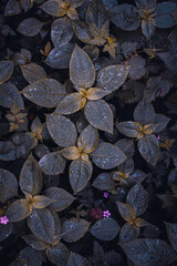 blue plant leaves in the garden in springtime