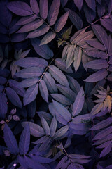 blue and purple plant leaves in the garden in springtime