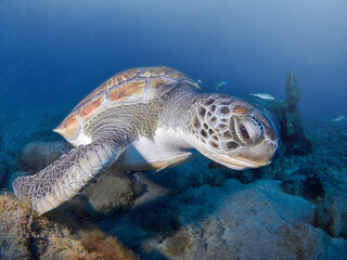 Green Sea turtle (Chelonia mydas) swimming free in  the ocean