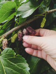Naklejka na ściany i meble farmer's hand picks ripe mulberry from a tree branch close-up