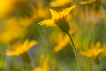 Fototapeta premium Soft Arnica, Ansel Adams Wilderness, California
