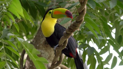 Papier Peint photo Toucan toucan dans la jungle