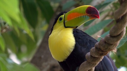yellow billed toucan
