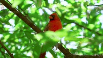 red and green parrot