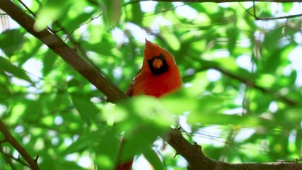 butterfly on a branch