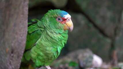 red and green parrot