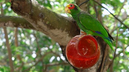 red and green