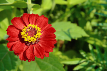 Red zinnia flower, yellow core, against the background of green castings. Soft selective focus. Postcard for the holiday