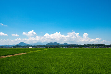 Fototapeta premium 田んぼと白い雲