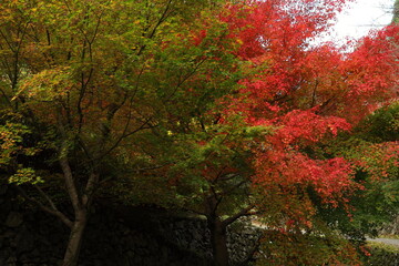 Fototapeta premium 紅葉 時を超えた夢工房 重源の郷