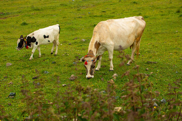 Fototapeta na wymiar Cow and calf grazing in the pasture.