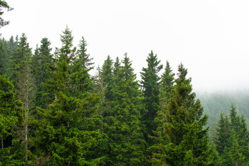 Misty forest view with spruce trees after rain.