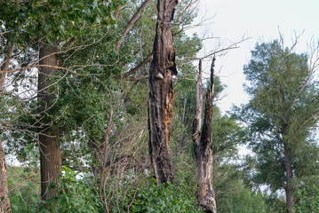 Fototapeta premium A tree after a fire and a lightning strike.