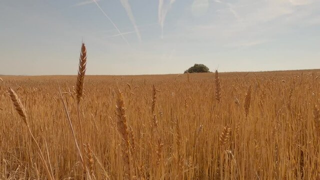 Close-up of ripe wheat ears in full summer sun before harvesting